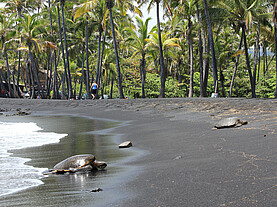 Punalu'u black sand beach